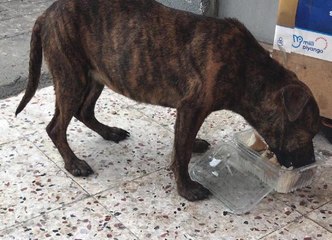 Son dakika... SOKAK KÖPEĞİNE CİNSEL SALDIRI İDDİASI