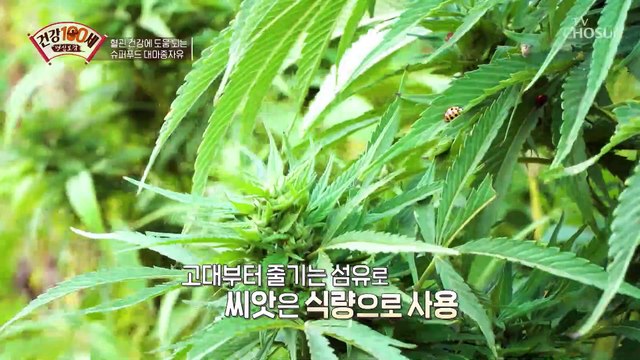 해외에선 이미 세계 6대 슈퍼 곡물로 선정된 대마종자유 TV CHOSUN 220207 방송