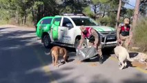 Jandarma sokak hayvanları için besleme faaliyetinde bulundu