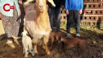 Aydın’da keçi üçüz doğurdu, yavrulardan birinin kuzu olması görenleri şaşırttı