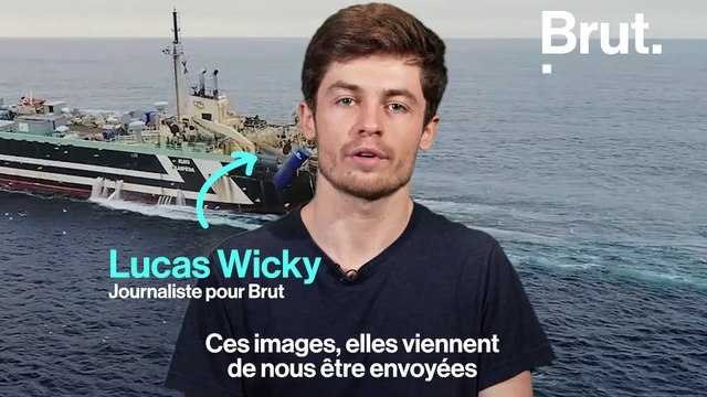Des milliers de poissons morts au large de La Rochelle : voici ce que l'on sait