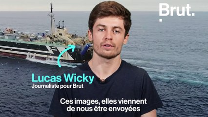 Des milliers de poissons morts au large de La Rochelle : voici ce que l'on sait