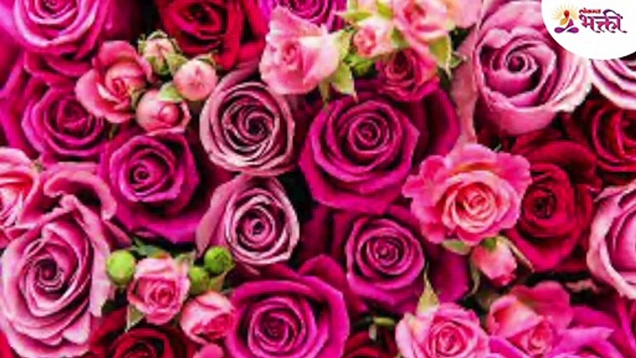 valentines day rose