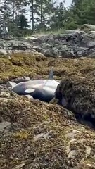 Proses Evakuasi Paus Pembunuh Terdampar