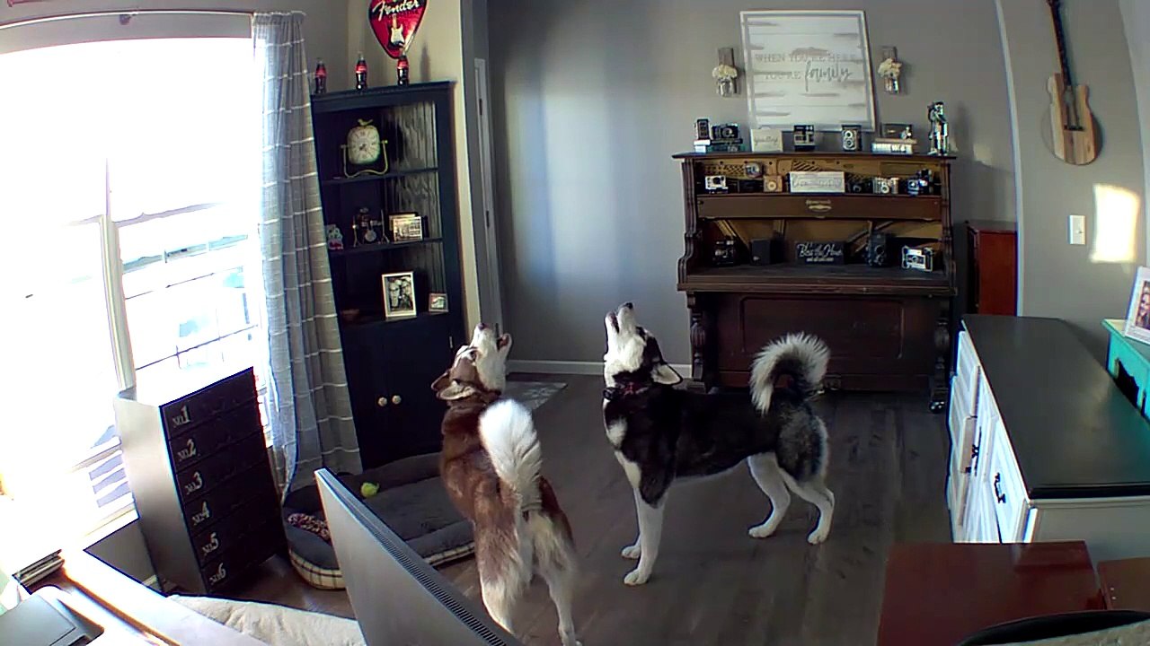 Huskies Howl When Caught by Mom