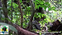Graban a una madre chimpancé curando una herida a su hijo con restos de un insecto machacado (Vídeo de Alessandra Mascaro)