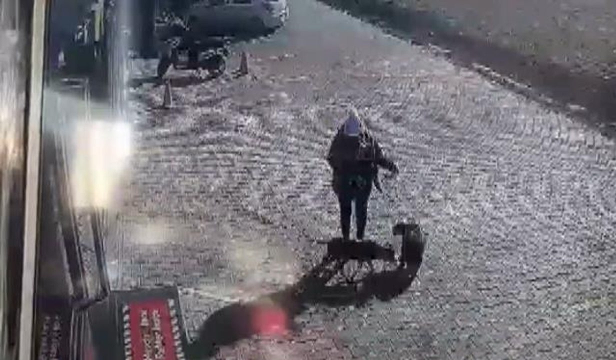 Antalya'da yasaklı cins sokak köpeği, genç kadın ve köpeğine dehşeti yaşattı