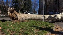 Milano, il vento forte fa crollare un albero lungo un viale: danneggiate automobili