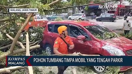Pohon Tumbang Karena Angin Kencang di Kota Malang