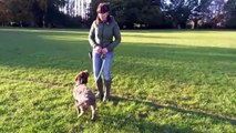 STOP YOUR DOG PULLING ON THE LEAD - LOOSE LEAD TRAINING