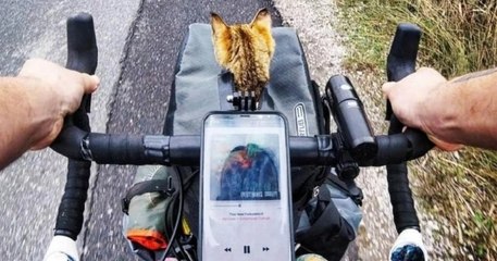 Ce cycliste fait le tour du monde à vélo avec un chaton abandonné qu'il a sauvé