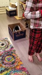 Kid's Fun Way of Transporting Cat's Around the House