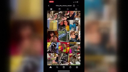 Allemagne: un raton laveur sauvé des eaux devenu star d'Instagram