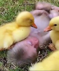 Un singe est mis KO technique par des poussins
