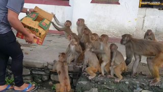 feeding banana to the wild monkey __ a group of monkey eat one box banana __ fun_Full-HD