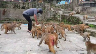 A group of monkey ate 45 lbs mangos in a second __ feeding 45 lbs mangos to the _Full-HD