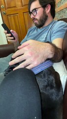 Screaming Rescue Dog Wants Attention from Unamused Owner