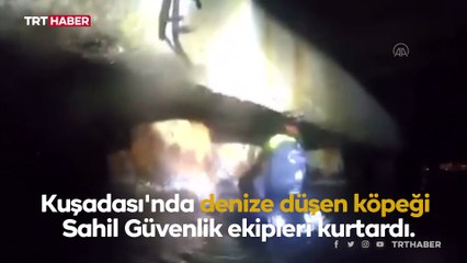 Download Video: Denize düşen köpeğin yardımına Sahil Güvenlik yetişti