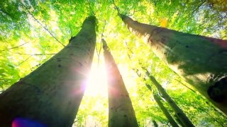 Beautiful Relaxing Music for Stress Relief ~ Calming Music ~ Meditation, Relaxation, Sleep, Spa