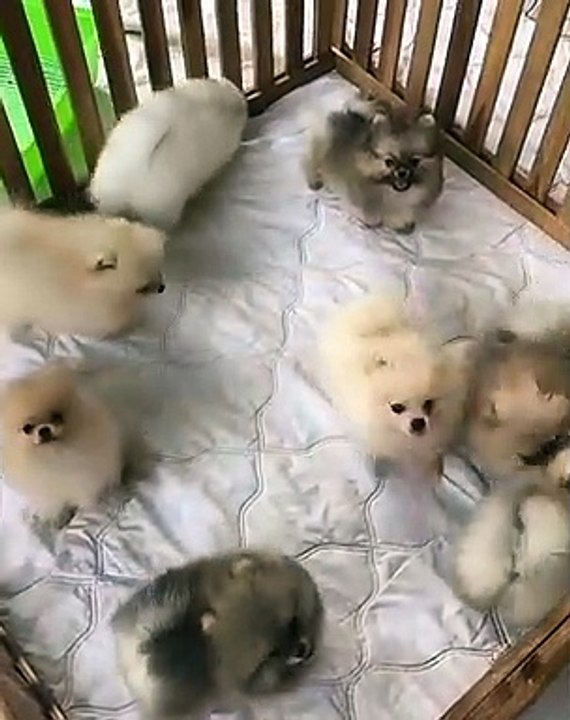 88Cute Dog - #88