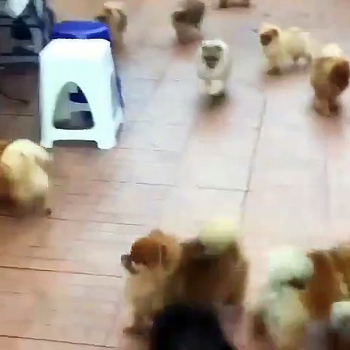 90Cute Dog - #90