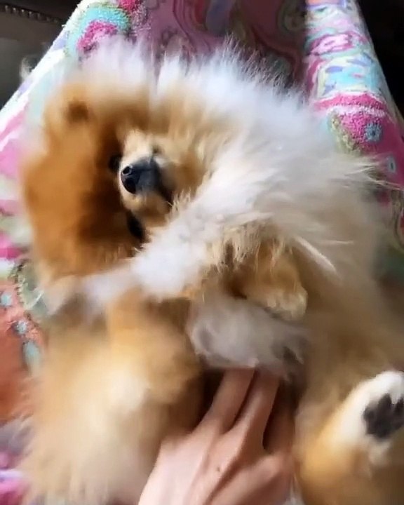 93Cute Dog - #93