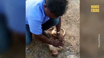 Conductor revive a un mono herido dándole respiración boca a boca.