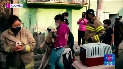 Download Video: Rescatan a gatos y perros abandonados en vivienda de Chimalhuacán