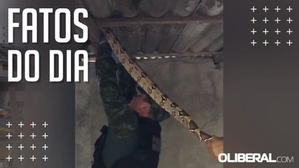 Cobra de quase 2 metros é capturada em Belém