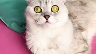 Baby Cats |  #1 | Cat Videos |funny cats | cute cat videos | #cats  #catvideos
