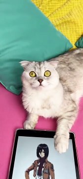 Baby Cats | #1 | Cat Videos |funny cats | cute cat videos | #cats #catvideos