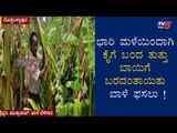 Farmer Ramanna Lost His Banana crops Due to Rain In Doddaballapur | Maralenahalli | TV5 Kannada