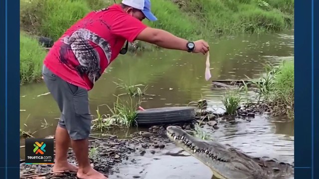 tn7-Este-fin-de-semana-se-reportaron-tres-casos-de-tours-operadores-que-siguen-alimentando-a-cocodrilos-en-Tárcoles-070222