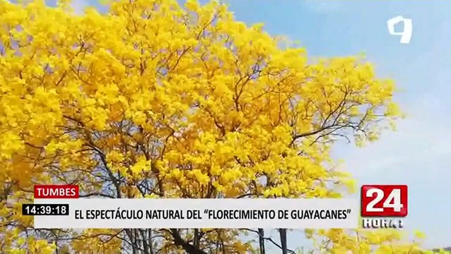 El espectáculo natural del florecimiento de guayacanes