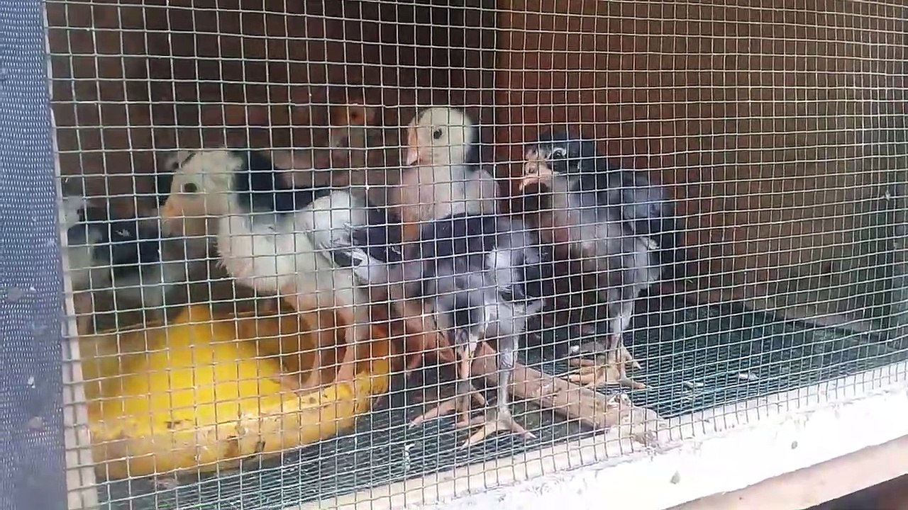 Kupas Tuntas apa saja yang dibutuhkan entok dari waktu ke waktu , semoga bisa menjadikan inspirasi buat kita semua