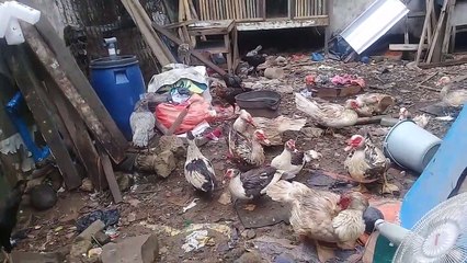 Tidak menyita banyak waktu dan tenaga untuk usaha ternak unggas