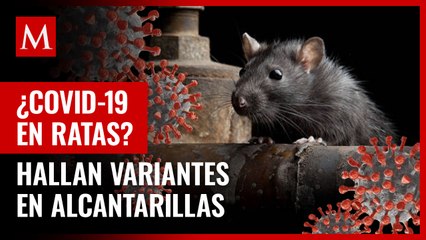Hallan variantes desconocidas del covid en alcantarillas de Nueva York; podrían provenir de ratas