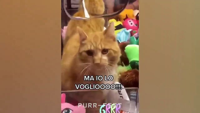 OMG So Cute ♥ Funny Cats and Dogs 2022 | Purr-fect