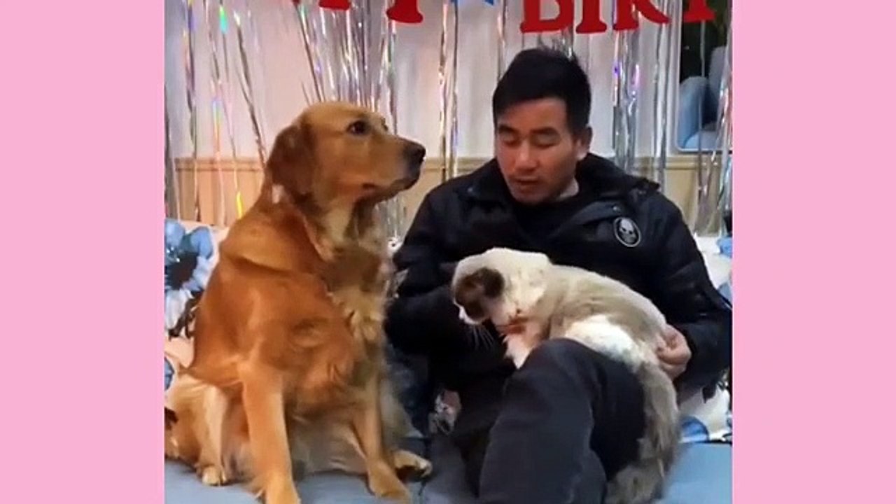 Funniest Animals | Funny Dog And Cat | Funny Animals Video