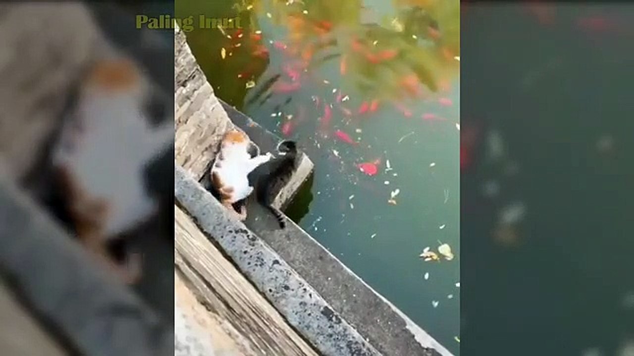 KUCING LUCU 2020  Video kucing paling lucu dan gemesin bikin ketawa ngakak | Kucing Paling Imut