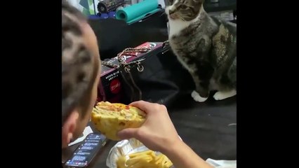 Compilation Funny from Dogs and Cats _ Try Not to Laugh Challenge