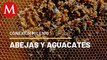 Abejas y aguacates en Michoacán | Conexión Milenio