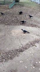 Bird Crow Sound Effect Video By Kingdom Of Awais