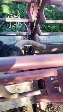 Cura toro Arauz de Robles