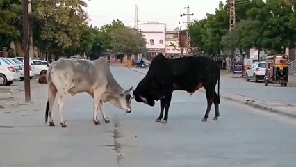 जिले में दिनोंदिन बढ़ती जा रही है बेसहारा पशुओं की संख्या