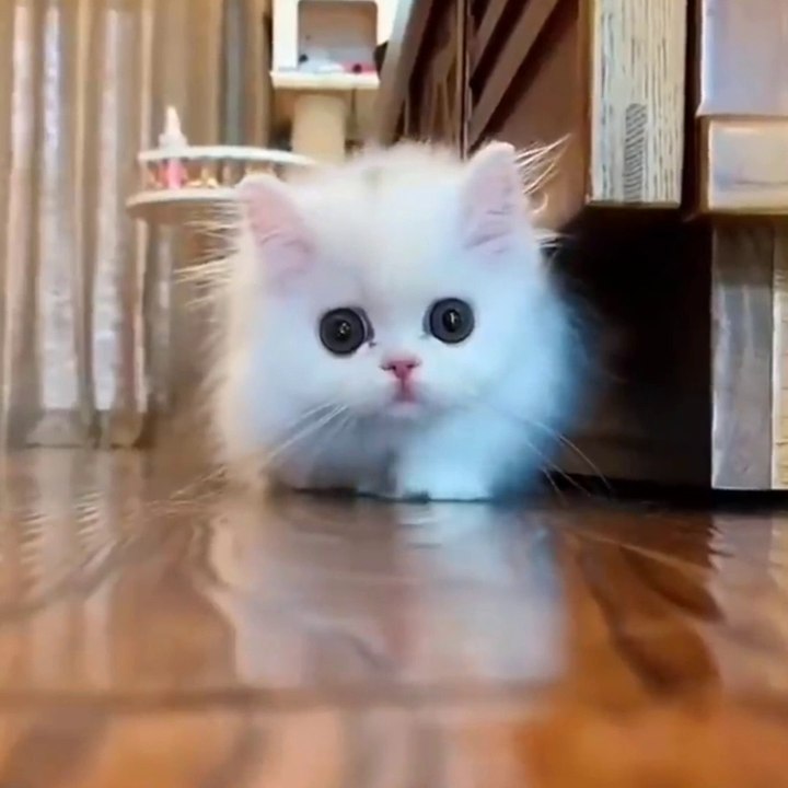 Cat funny videos. Funny videos, follow me for more interesting video