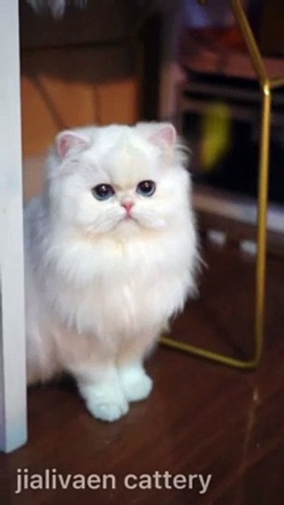 Baby Cats - Cute and Funny Cat Videos Compilation #cat #catvideos #funnycatvideos #cutecatvideos #catvideos2022 #funniestcatvideos #funnycatmoments #funnycatvideos2022 #funnycatanddogvideos #cattv (30)