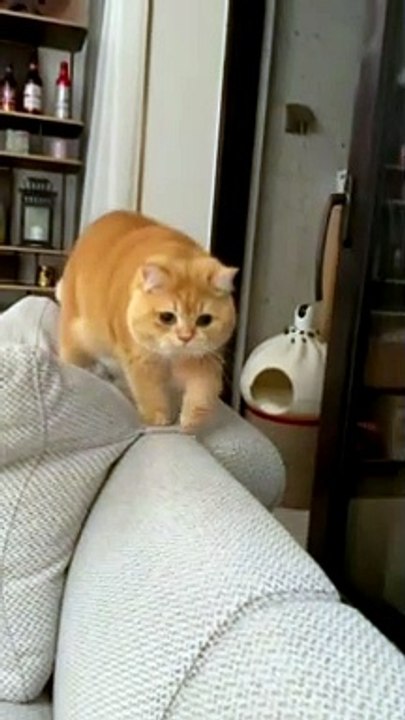 Baby Cats - Cute and Funny Cat Videos Compilation #cat #catvideos #funnycatvideos #cutecatvideos #catvideos2022 #funniestcatvideos #funnycatmoments #funnycatvideos2022 #funnycatanddogvideos #cattv (37)