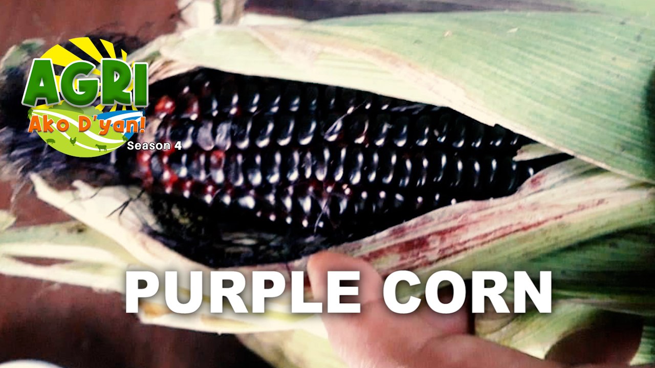 Purple Corn