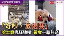 「拜託，安靜一點！」兩隻哈士奇一起狼嚎　黃金犬安靜一臉無奈